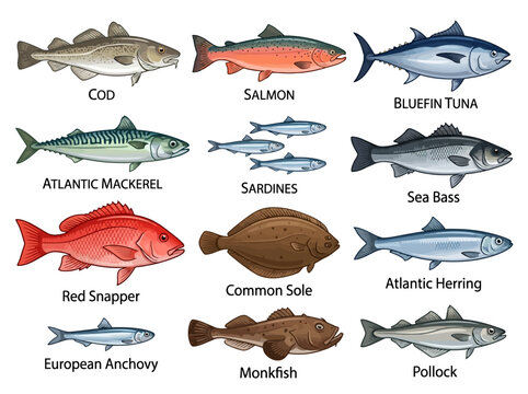 A collection of various saltwater fish species illustrated with their common names.
