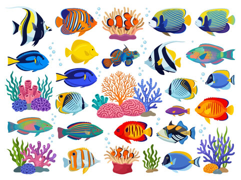 A collection of colorful tropical fish and coral reef elements.