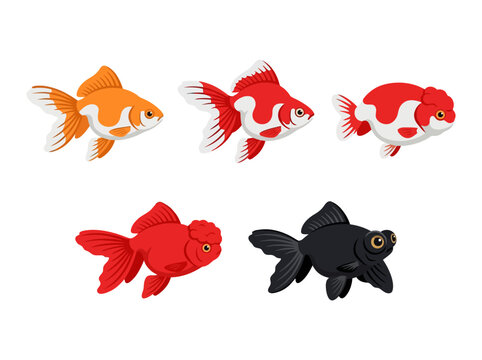 A collection of five colorful goldfish illustrations featuring various breeds and patterns.