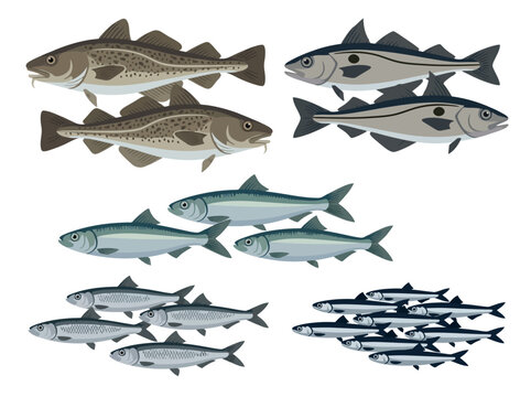 A collection of various fish species including cod haddock and herring.