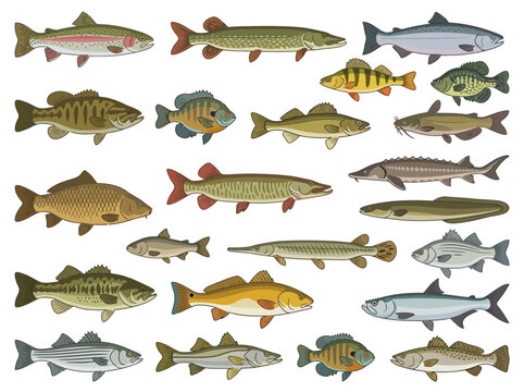 A collection of various freshwater and saltwater fish species illustrated in a detailed vintage style.