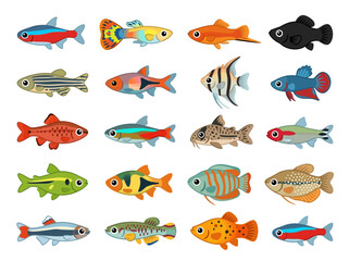 Fototapeta premium A collection of various colorful aquarium fish species illustrated in a flat style.
