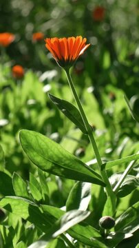 Vertical video. Flowering calendula in summer garden. Flowers in bloom. Tranquil calm natural background.