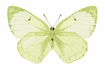 Green butterfly illustration in a watercolor style with delicate wing patterns © Smritykona