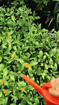 Vertical video. Gardening. Woman tending to flowerbeds in summer garden. Person watering flowering plants with watering can.