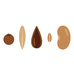 Fototapeta premium Diverse Seeds Collection: From Tiny Grain to Bean, Symbolizing Growth and Agriculture