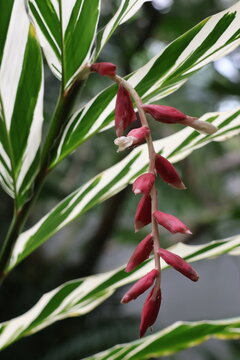 Variegated shell ginger
