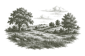 Fototapeta premium Vintage engraved countryside meadow vector illustration featuring rolling fields with scattered trees in detailed hand drawn etching style for landscape design