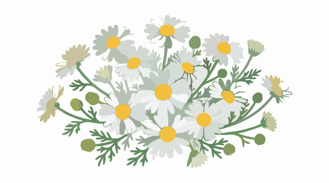 Beautiful chamomile daisy flowers bouquet vector illustration with green stems and leaves isolated on white background flat graphic design