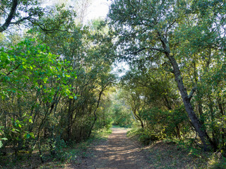 Fototapeta premium Environment in Moissac-Bellevue in Provence (Var) - Circular hiking trail lined with oaks and pines following the terraced southern slope starting from the rocky promontory