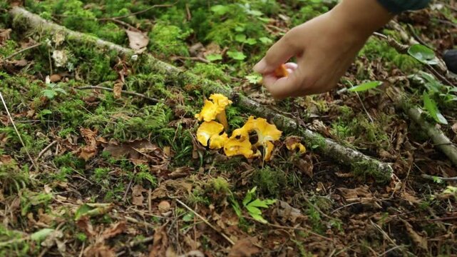 Hand gently touches yellow forest fungi (chanterelle). Fungi glow bright against moss and twigs. Nature's quiet beauty captured in earthy detail. Ideal for outdoor, foraging, or ecological themes