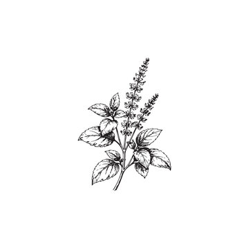 Hand drawn tulsi holy basil plant sketch with leaves and flower spikes
