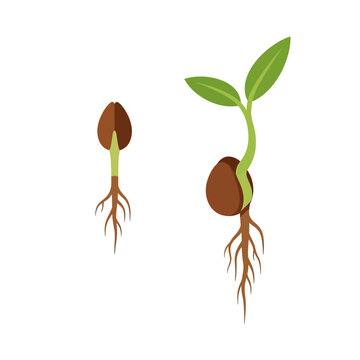 Seed Germination and Growth: Stages of Plant Development from Seed to Sprout