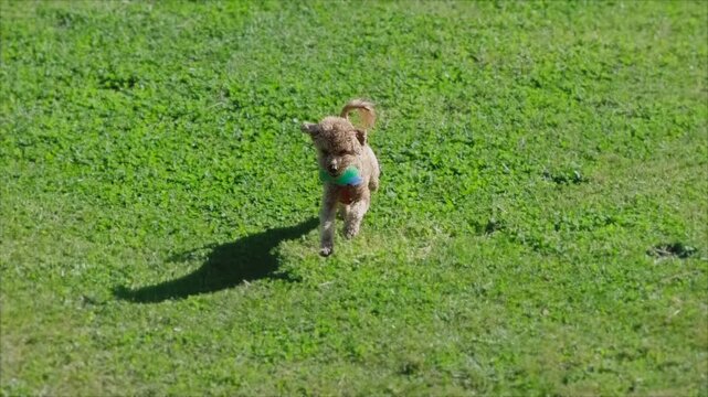 A beautiful small brown poodle runs happy with a toy in the mouth through a clearing with grass, in slow motion