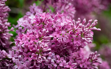 Obraz premium Nice close up photo of lilac flowers under the rain at Hryshko National Botanical Garden, Kiev, Ukraine 