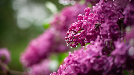 Fototapeta premium Nice close up photo of lilac flowers under the rain at Hryshko National Botanical Garden, Kiev, Ukraine 