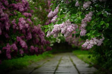 Obraz premium Nice close up photo of lilac flowers under the rain at Hryshko National Botanical Garden, Kiev, Ukraine 