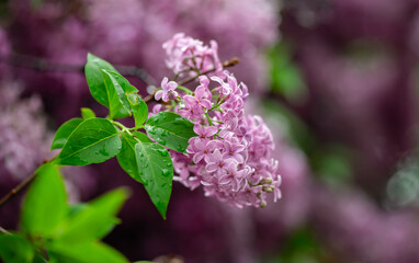 Obraz premium Nice close up photo of lilac flowers under the rain at Hryshko National Botanical Garden, Kiev, Ukraine 