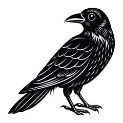 Fototapeta premium A detailed black raven bird illustration isolated on white background for mystical art projects