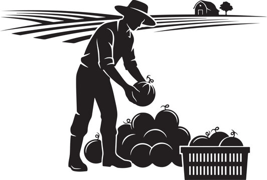 Farmer harvesting melons, basket, and farm landscape field black