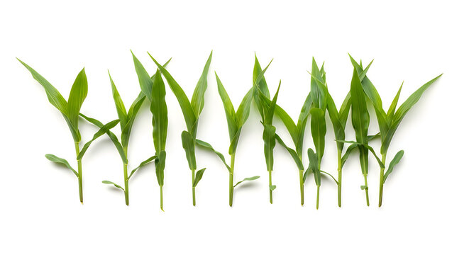 Young green corn plants growing in a row isolated on white background