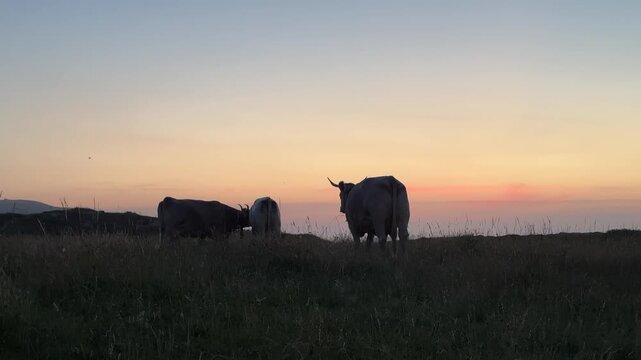 Cows grazing on a summer meadow at sunset beneath a colorful evening sky. Authentic cowbells and evening insect sounds create a peaceful rural atmosphere with natural ambient audio.