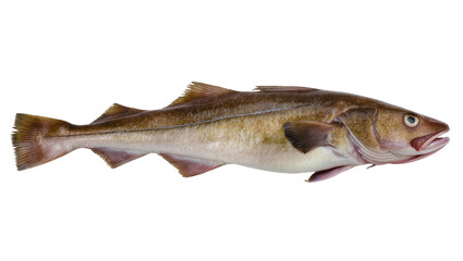 Naklejka premium Atlantic Cod fish Gadus morhua whole raw, with scales and fins