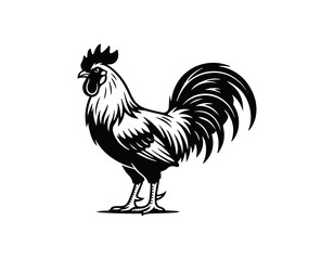 cock © Masfiqur