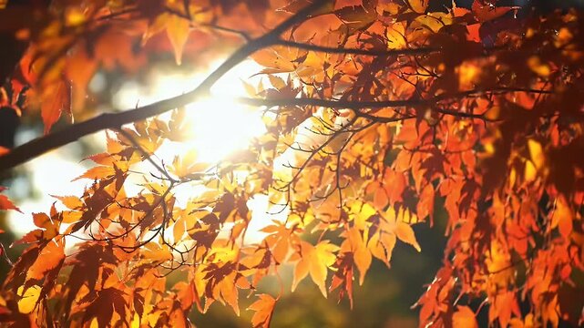 Golden autumn leaves glow in soft sunlight, filtering through branches