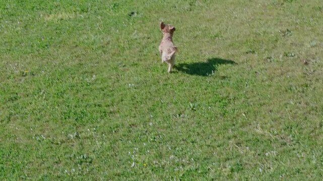 A beautiful small brown poodle runs happy with a toy in the mouth through a clearing with grass, in slow motion