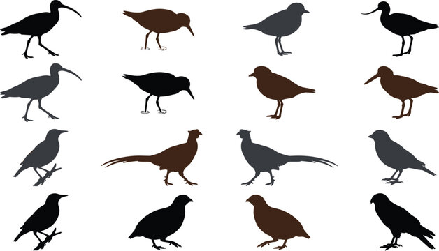 Shorebird and gamebird silhouette vector set featuring curlew sandpiper pheasant quail and sparrow wildlife nature elements collection,