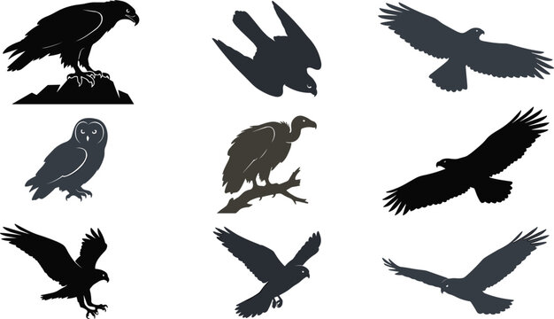 Eagle silhouette vector set featuring hawk falcon owl vulture flying bird prey predator wild nature elements collection,