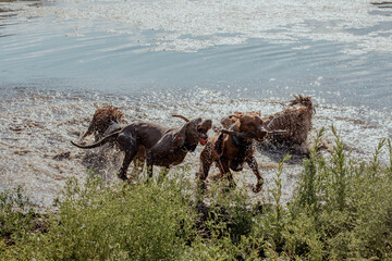 Obraz premium Four brown dogs play in shallow water, splashing and creating droplets. Green grass borders the scene, with a calm water surface in the background.
