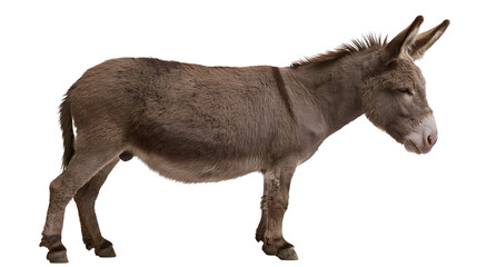 Fototapeta premium Brown donkey standing profile view