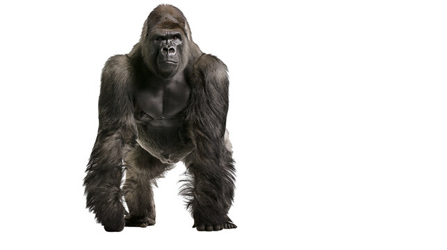 Silverback gorilla standing on all fours, looking forward