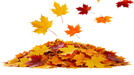 Pile of autumn maple leaves falling yellow orange, red © Aino