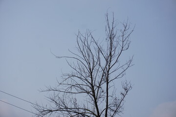 Obraz premium Bare Tree Branches Silhouetted Against Pale Blue Sky