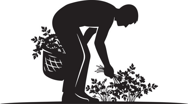 Silhouette of a man picking herbs, basket on back person 