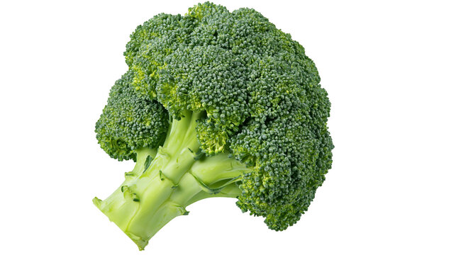 Fresh green broccoli head with thick stem