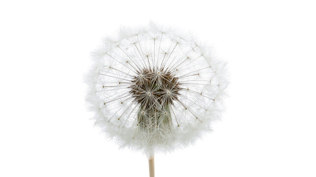 Dandelion seed head with delicate white fluff and brown center