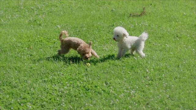 Two small poodle run through a clearing with grass, in slow motion