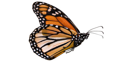 Monarch butterfly with orange black, and white wings © Aino
