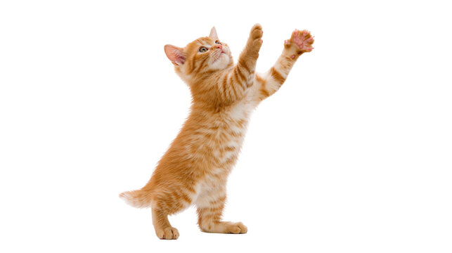 Orange tabby kitten standing on hind legs reaching up with paws