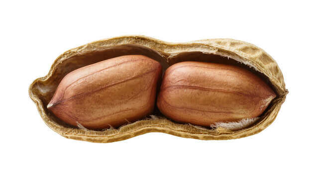 Two raw peanuts with brown skin inside a cracked shell, isolated on transparent background