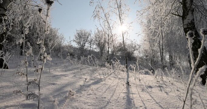 , white birches in a frosty meadow, birch branches glow in the sun against a cloudless blue sky above white snow