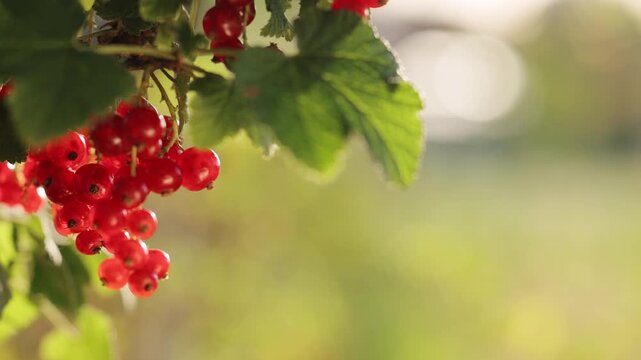 Female hand is picking delicious red currant from the tree branch. Close-up of the delicious red currant on the branch. Growing organic food in the summer garden. Red berries of currant on tree