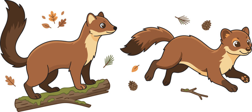 Cute pine marten animal vector illustration elements set showing weasel predator standing and running isolated on white background