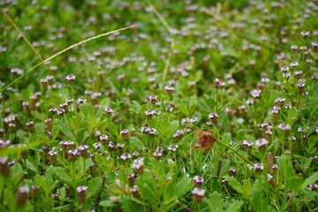 Fototapeta premium Ground Cover of Green Plants with Tiny Purple and White Flowers