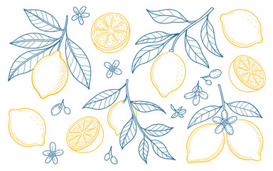Fototapeta premium Elegant hand-drawn lemon fruits, blossoms, and branches rendered in bright blue and yellow line art on a clean white background.