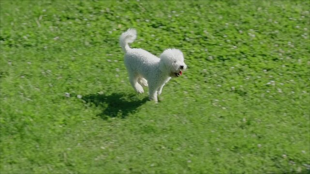 A beautiful small white poodle runs happy through a clearing with grass, in slow motion